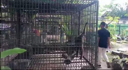 8 Orangutan Rehabilitasi dari Nyaru Menteng dilepasliarkan Ke Taman Nasional Bukit Baka Bukit Batu