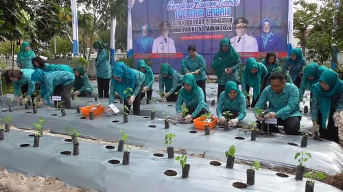 Peringati Hari Kesatuan Gerak PKK ke 52, Tim Penggerak PKK Prov. Kalteng Tanam 1.500 Cabai Secara Serentak
